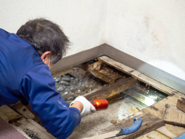 Best HVAC Mold Remediation in River Hills, WI