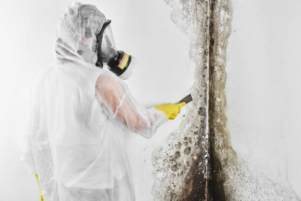 Best Industrial Mold Remediation in River Hills, WI
