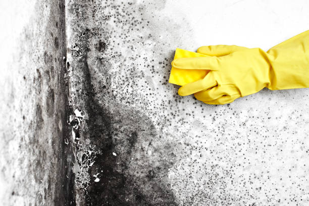 Best Basement Mold Remediation in River Hills, WI