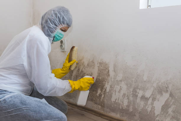 Best Bathroom Mold Remediation in River Hills, WI