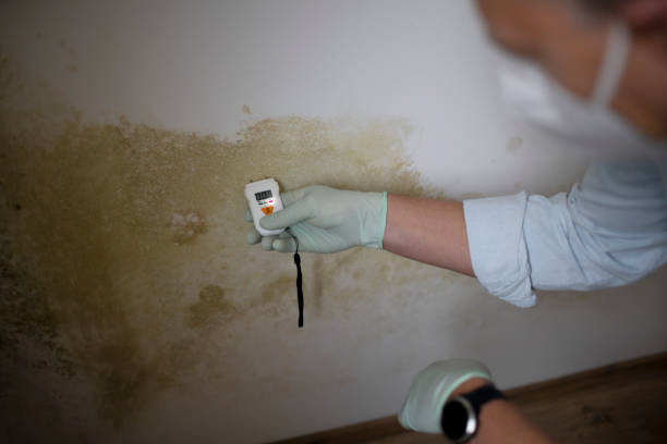 Best Emergency Mold Remediation in River Hills, WI