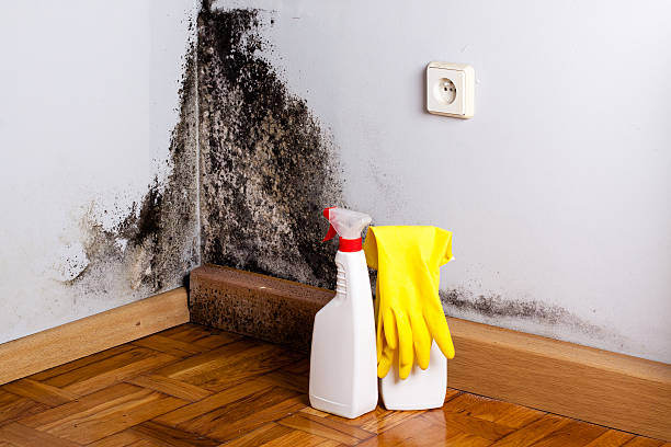 Best Post-Flood Mold Remediation in River Hills, WI