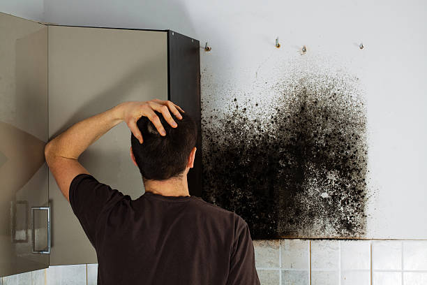 Best Kitchen Mold Remediation in River Hills, WI