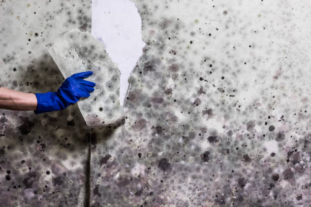 Best Residential Mold Remediation in River Hills, WI